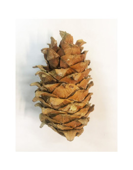 Кедровая шишка с орехами крупная 1 шт.